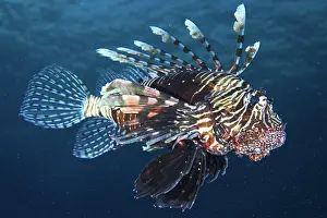 Scorpionfish: Common lionfish (Pterois miles) just below the surface