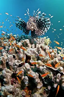 Anthias: Common Lionfish - and Scalefin Anthias (Pseudanthias