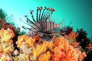 Painful: Common Lionfish with soft corals Yellow Wall of