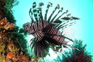 Painful: Common Lionfish against sun Yellow Wall of Texas