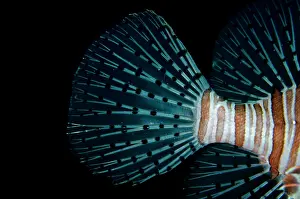 Volitans: Common Lionfish - tail