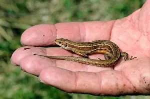 Lacerta: Common Lizard in one hand