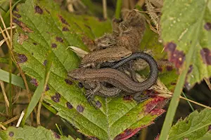 Lacerta: Common lizard (Lacerta vivipara), two young basking