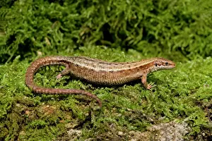 Lacerta: Common Lizard on moss Dorset England