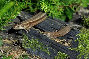 Vivipara: Common Lizard - pair basking in the sun, in garden