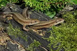 Vivipara: Common Lizard - pair basking in the sun, in garden