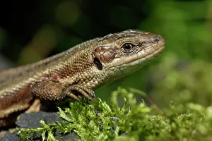 Vivipara: Common Lizard - portrait of animal, in garden