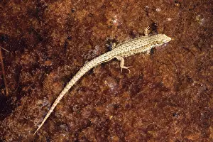 Vivipara: A common lizard resting on a bog surface