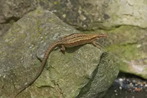 Lacerta: Common Lizard on rock Dorset England