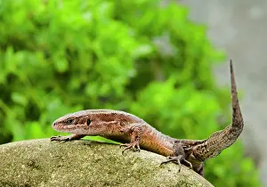 Vivipara: Common Lizard - side view