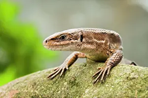 Vivipara: Common Lizard - front view
