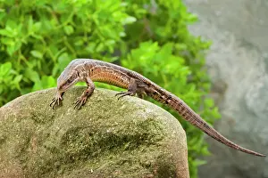 Vivipara: Common Lizard - side view