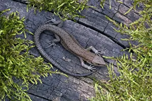 Vivipara: Common Lizard - young animal, in garden