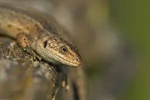Lizards: Common lizard (Zootoca vivipara) adult reptile basking on a wooden sleeper
