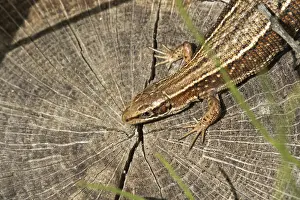 Lizards: Common lizard (Zootoca vivipara) adult reptile resting on a tree stump