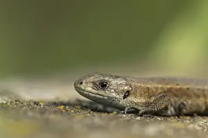 Lizards: Common lizard (Zootoca vivipara) adult reptile resting on a wooden sleeper