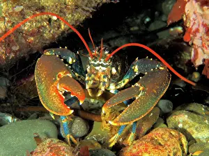 Lobster: Common lobster (Homarus gammarus). Dive site Maharees