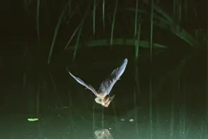 Plecotus: Common Long-eared / Brown Long-eared / Long-eared