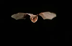 Plecotus: Common Long-eared / Brown Long-eared / Long-eared Bat