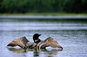 Immer: Common Loon
