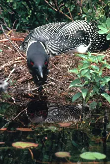 Immer: Common Loon