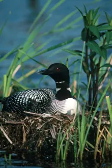 Immer: Common Loon