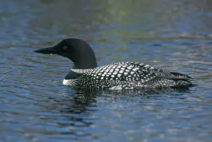 Immer: Common Loon