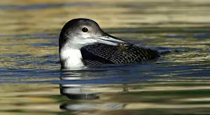 Immer: Common Loon