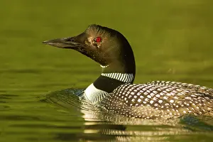 Florist: Common Loon on Beaver Lake in the Stillwater