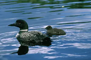 Immer: Common Loon and Chick