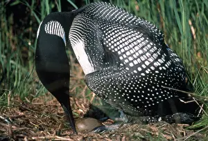 Tending: Common Loon with Eggs
