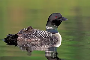 Hitchhiking: Common Loon female with chick on back swimming on lake