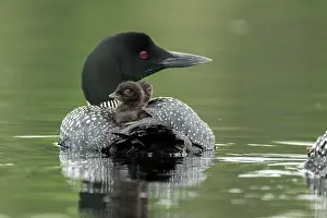 Reservation: Common loon. (Gavia) immer. An adult loon carrie