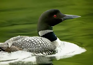 Loon: Common loon, Gavia immer, Haliburton, Ontario