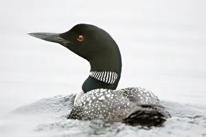 Loon: Common loon, Gavia immer, Haliburton, Ontario