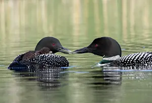Loon: Common Loon (Gavia immer), Lac le Jeune