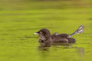 Loon: Common Loon (Gavia immer), on a lake, baby, Michigan