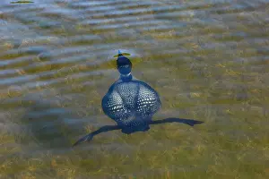 Immer: Common Loon (Gavia immer), on a lake, diving underwater