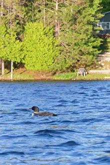 Immer: Common Loon (Gavia immer), on a lake, Michigan