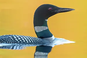 Immer: Common Loon (Gavia immer), on a lake, Michigan