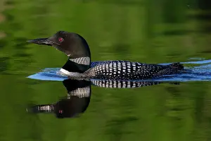 Immer: Common Loon (Gavia immer), on a lake, Michigan