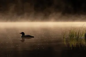 Daybreaks: Common Loon (Gavia immer), on a lake, Michigan