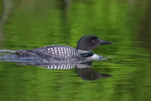 Immer: Common Loon (Gavia immer), on a lake, Michigan