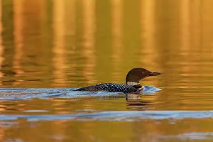 Daybreaks: Common Loon (Gavia immer), on a lake, Michigan