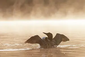 Flaps: Common Loon (Gavia immer), on a lake, Michigan