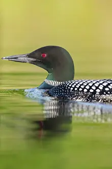 301020: Common Loon (Gavia immer), on a lake, Michigan