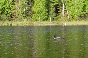Rive: Common Loon (Gavia immer), on a lake, Michigan
