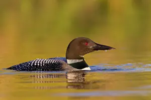 Loon: Common Loon (Gavia immer), on a lake, Michigan