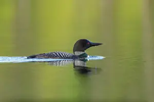Loon: Common Loon (Gavia immer), on a lake, Michigan