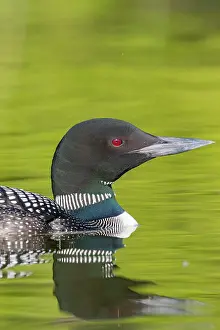 Loon: Common Loon (Gavia immer), on a lake, Michigan
